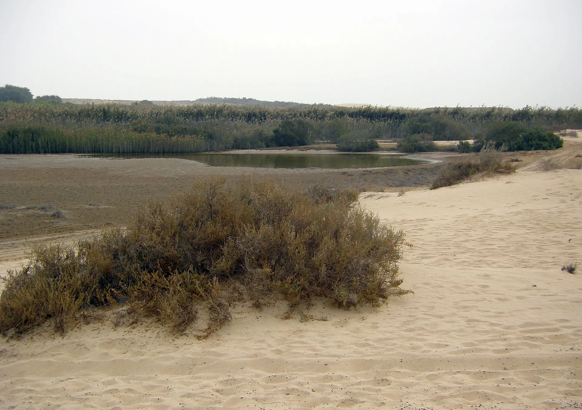 Al Wathba Wetland Reserve, Jarn Yafour, Abu Dhabi