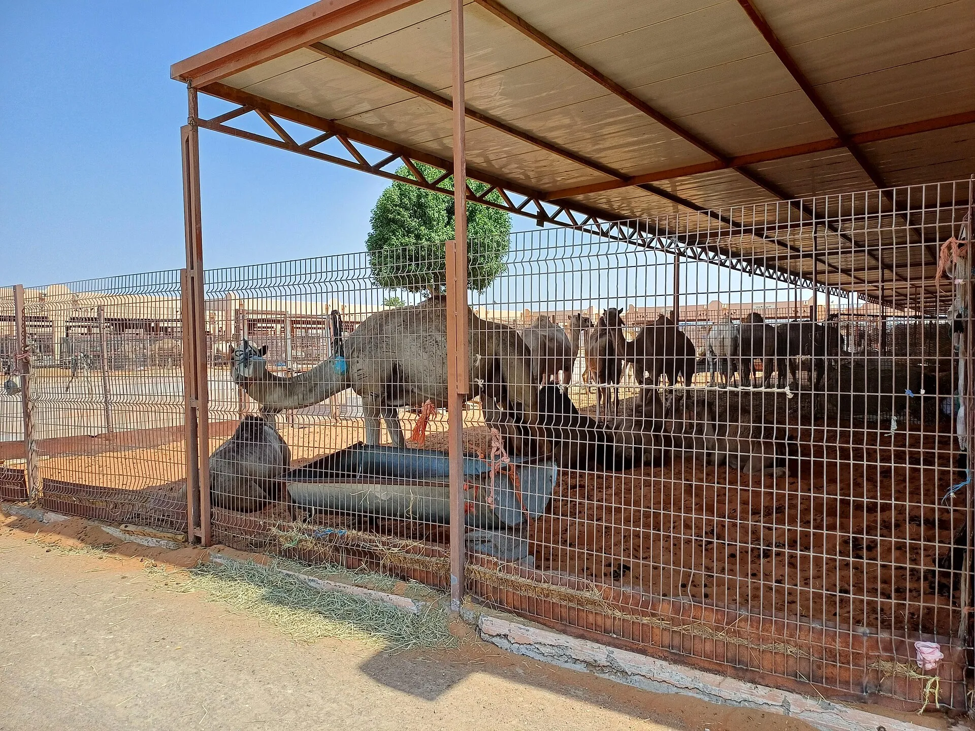 Al Ain Camel Market, Al Khirayr, Abu Dhabi