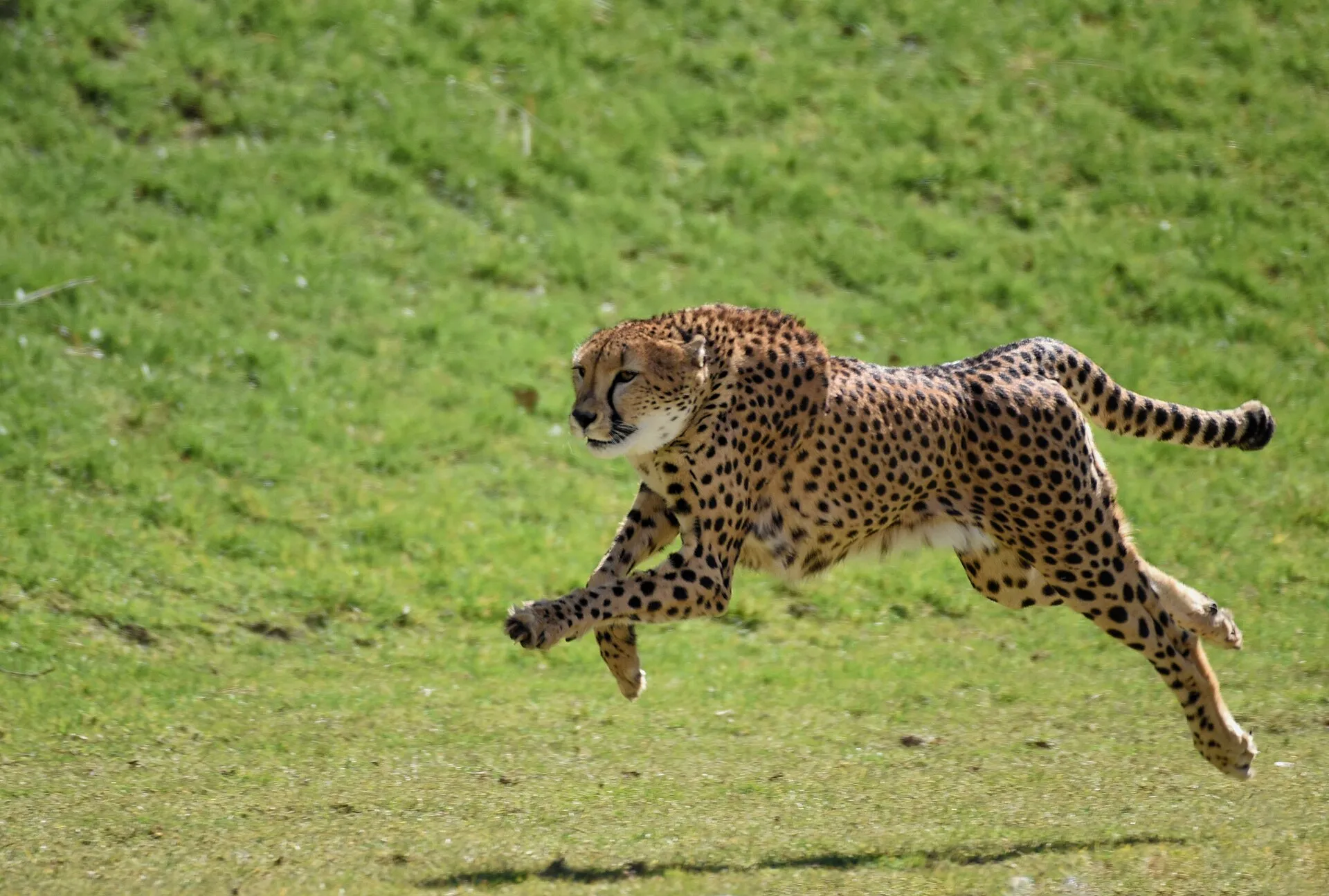 Al Ain Zoo, Shiab Al Ashkhar, Abu Dhabi